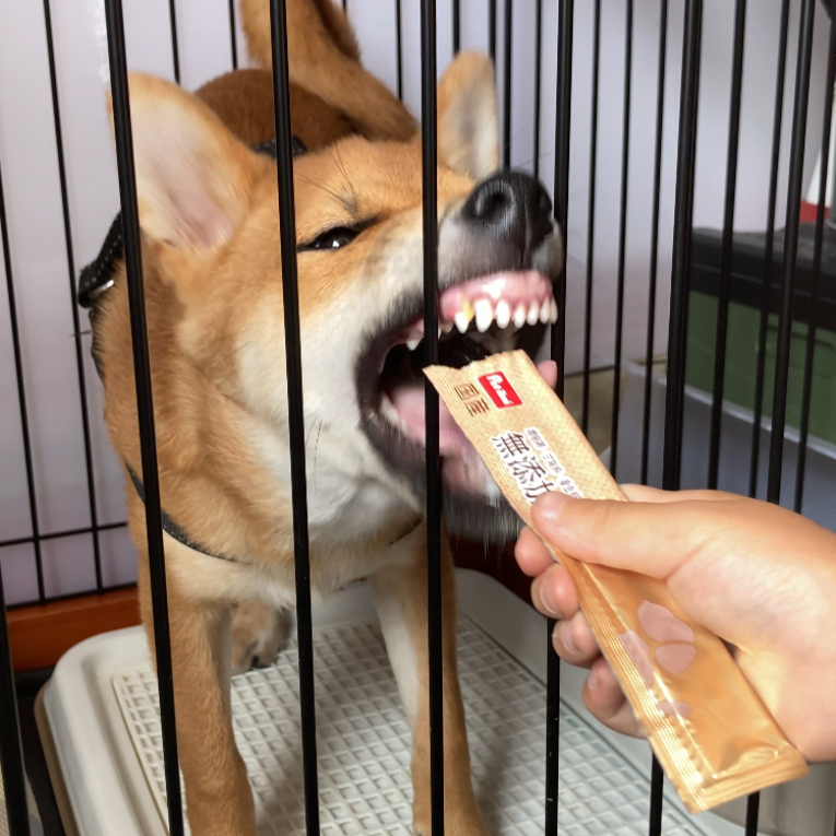 こむぎちゃん