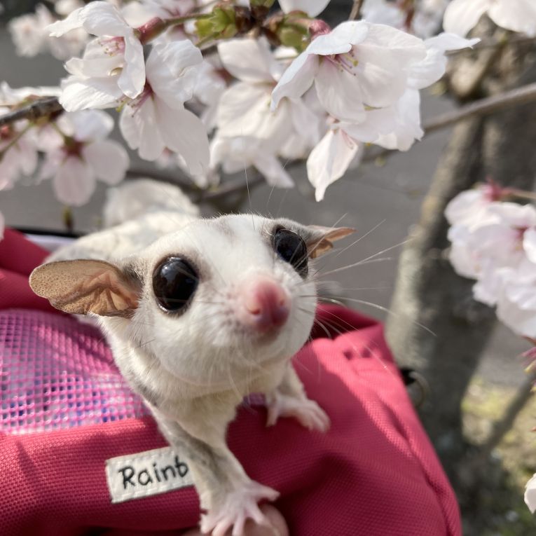 グリちゃん