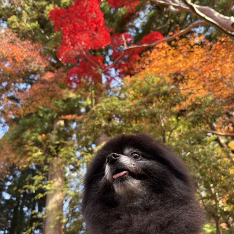 しゅんすけちゃん