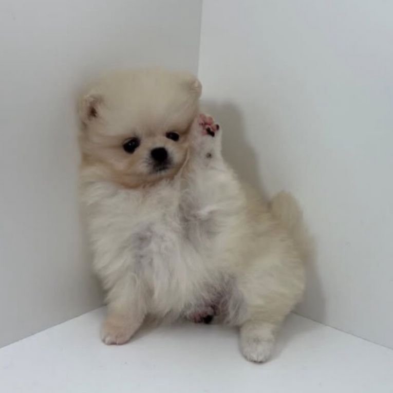 のあちゃん