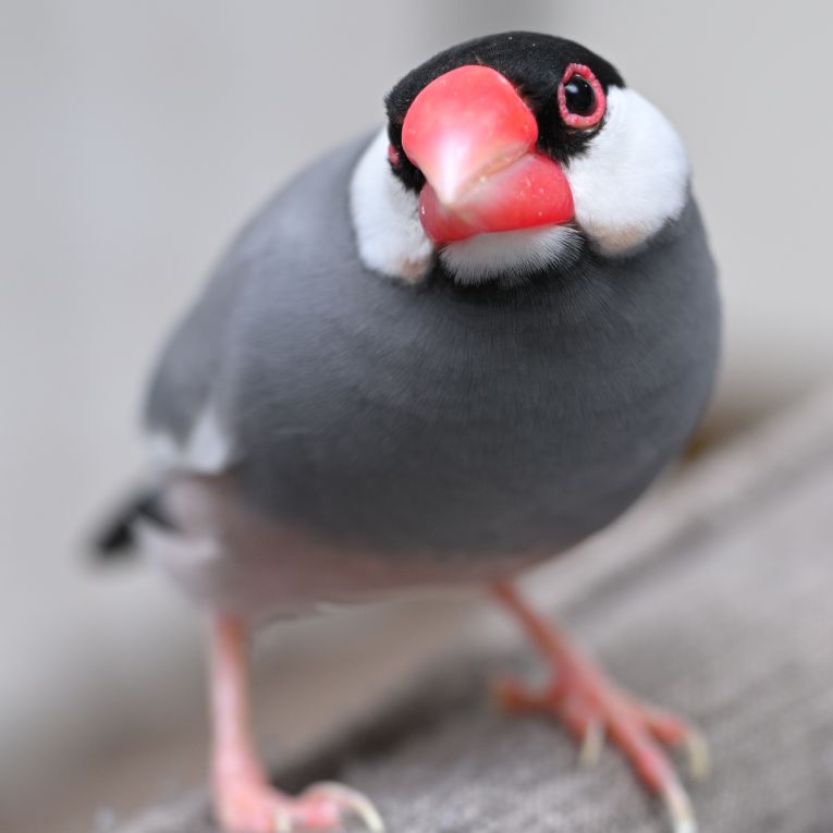 心ちゃん