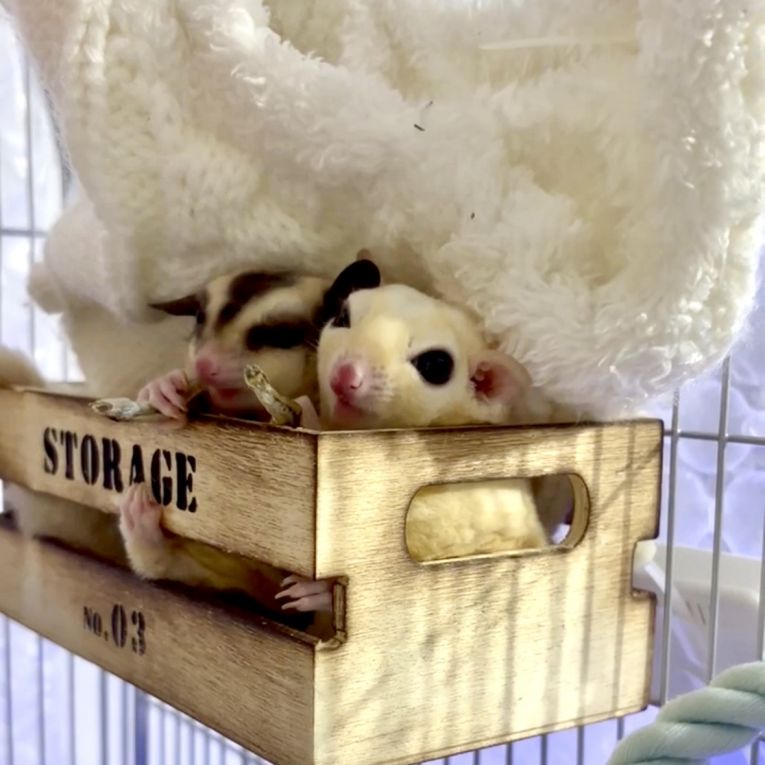 セヴェン・テンちゃん