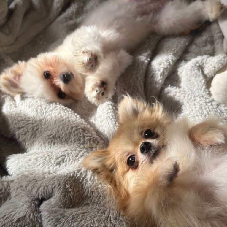あがちょとおちゃちゃちゃん