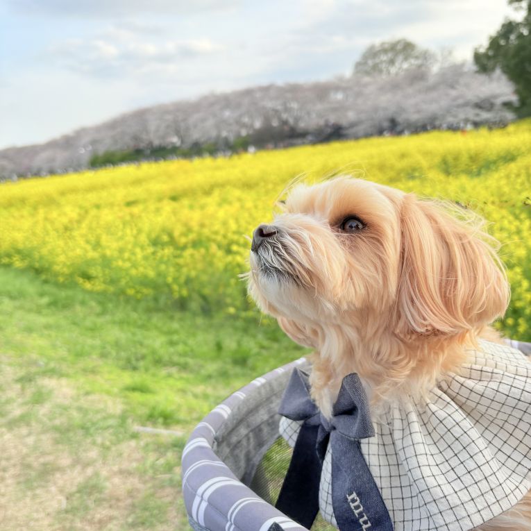 むぎちゃん