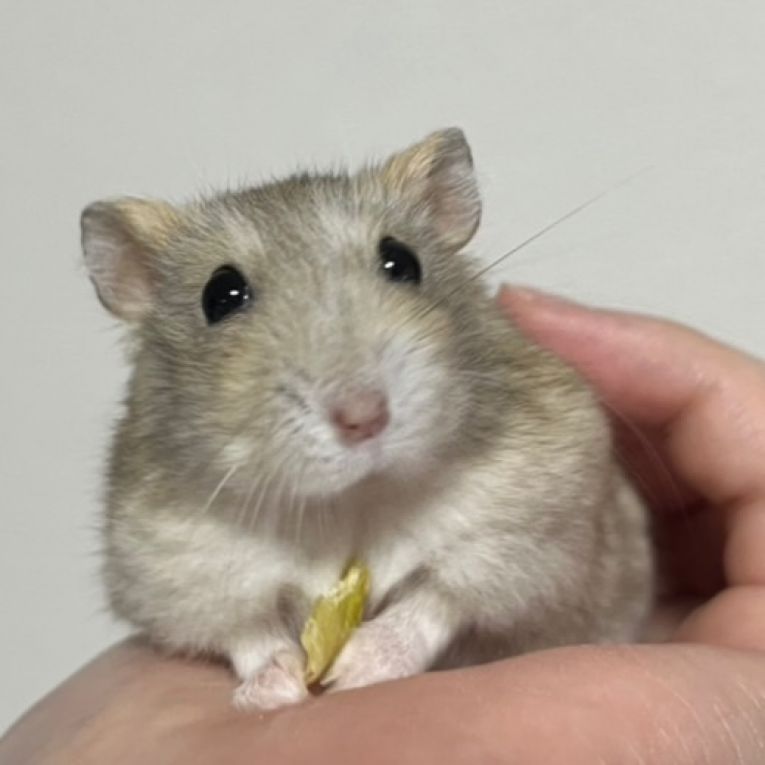 ぽむちゃん