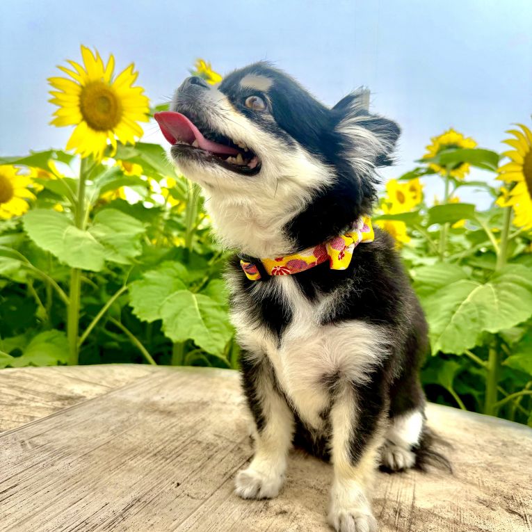 ここなちゃん