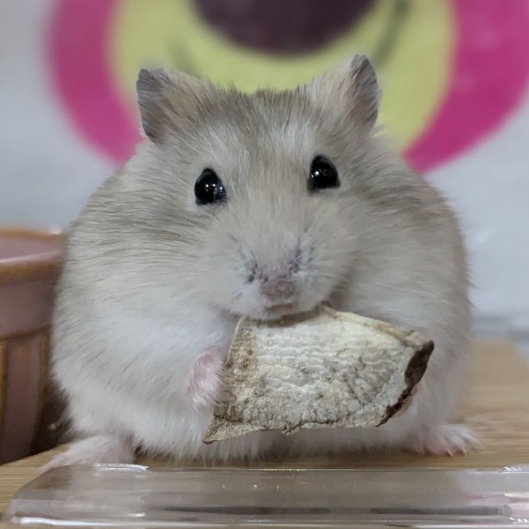 しろうちゃん