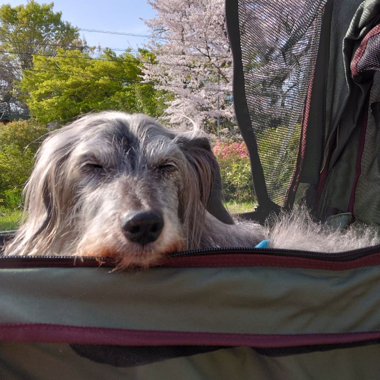 りっくちゃん