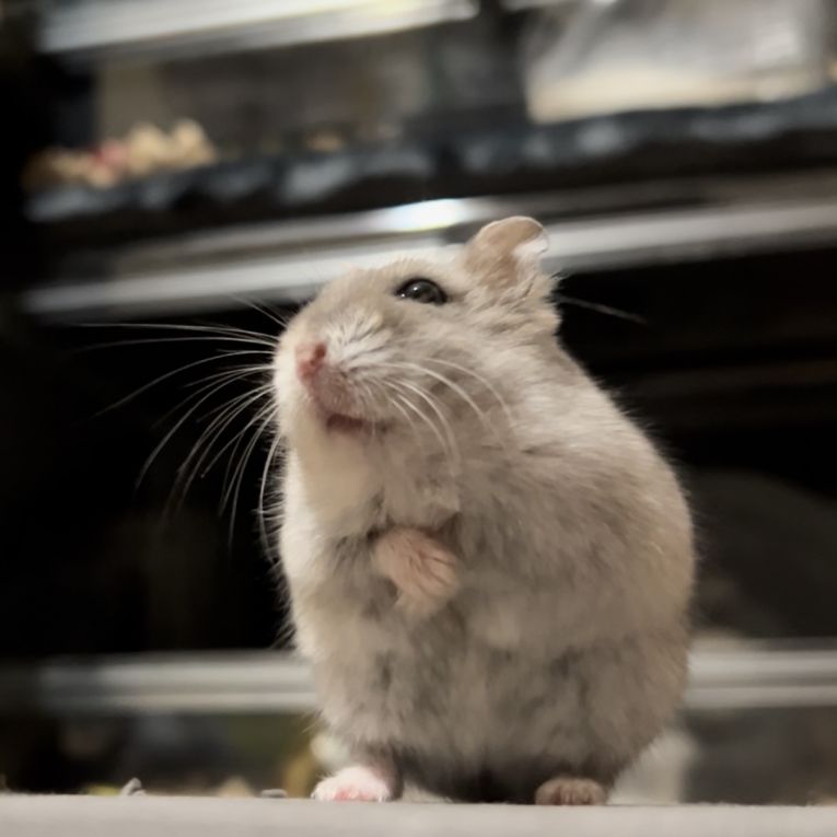 ちいかぶちゃん