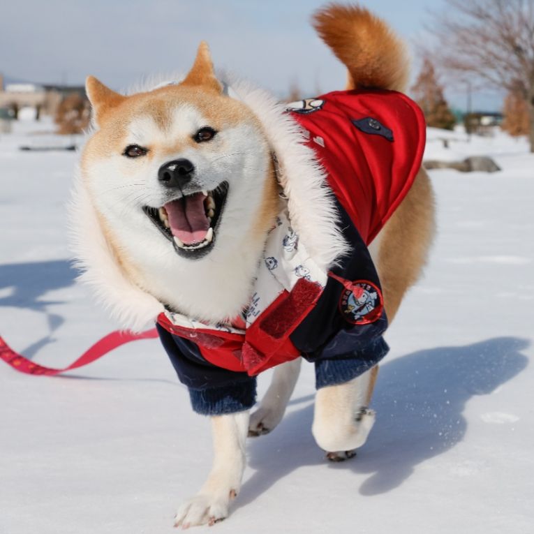 お琴ちゃん
