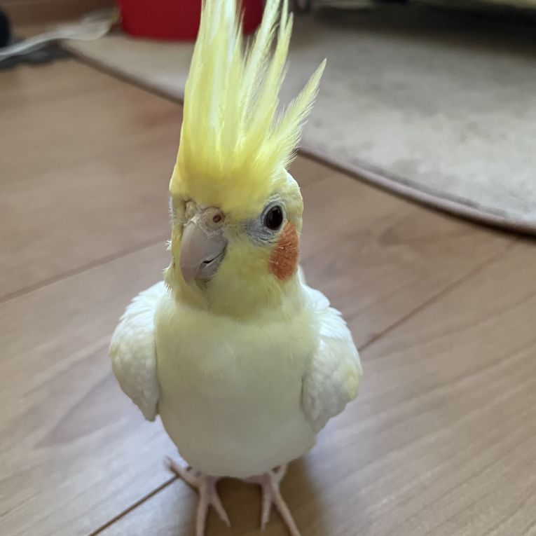 マルちゃんちゃん