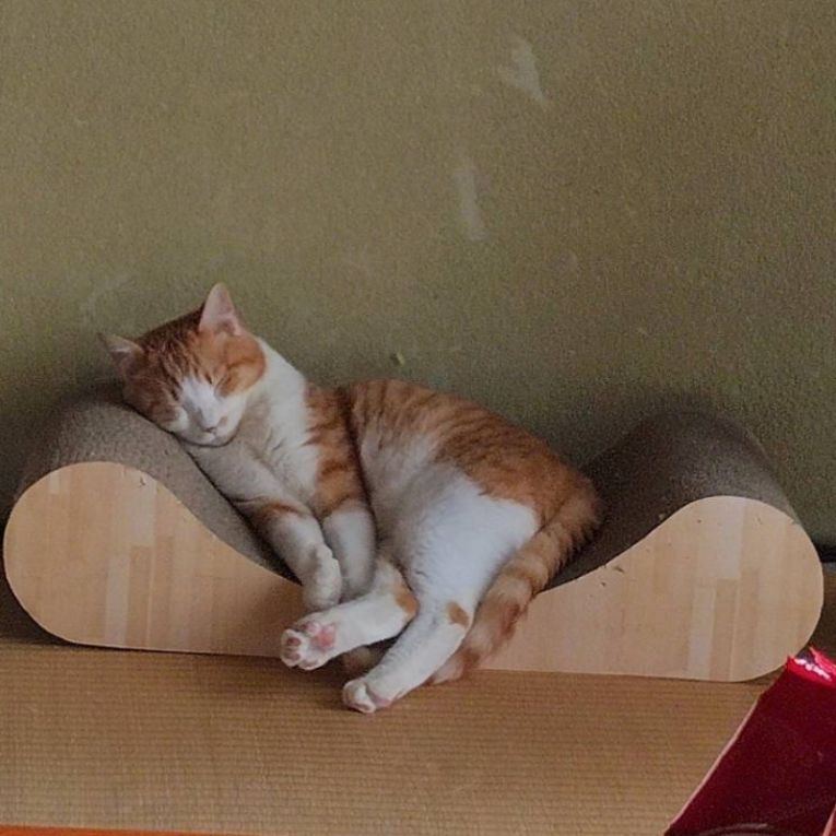 にまめちゃん