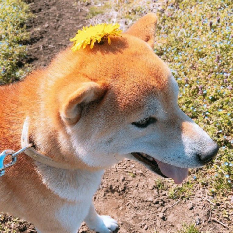 やまとちゃん
