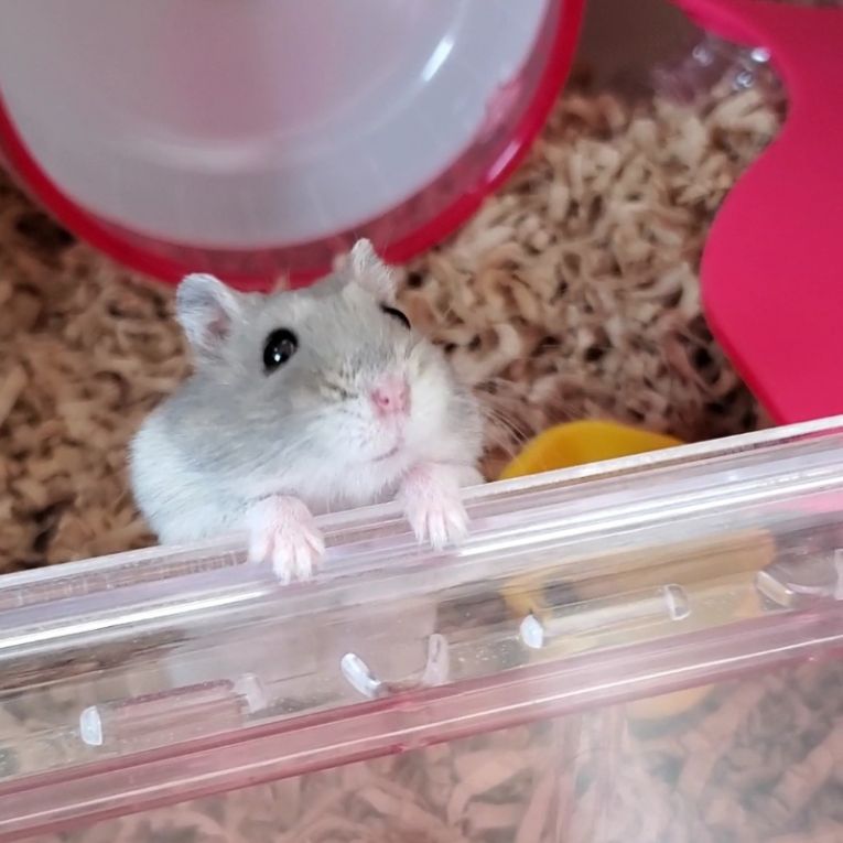 はむすけちゃん