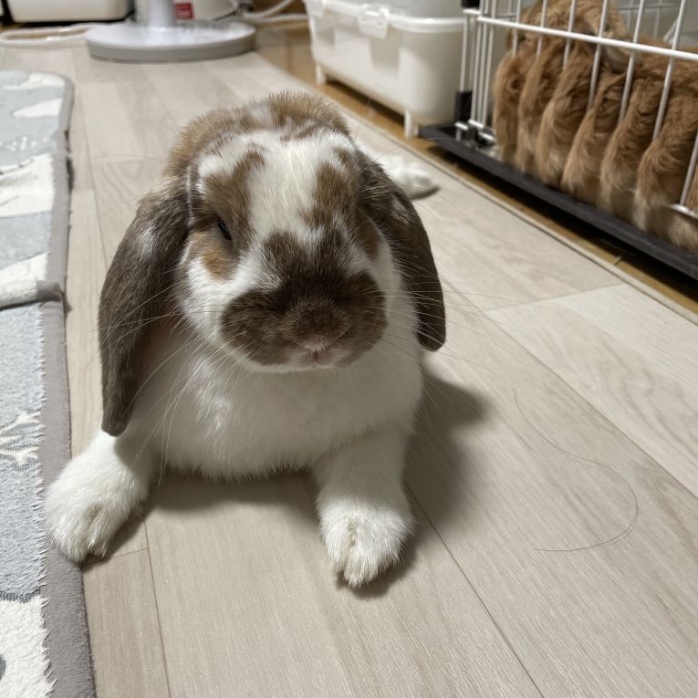 ちゃちゃちゃん