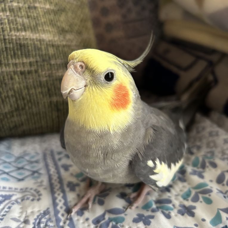 みやびちゃん