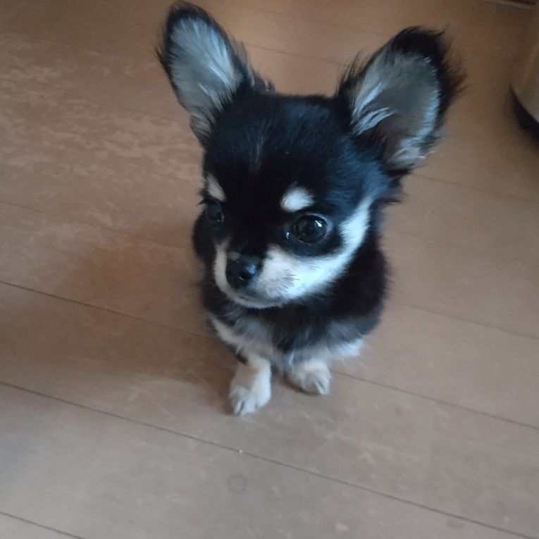 とわちゃん