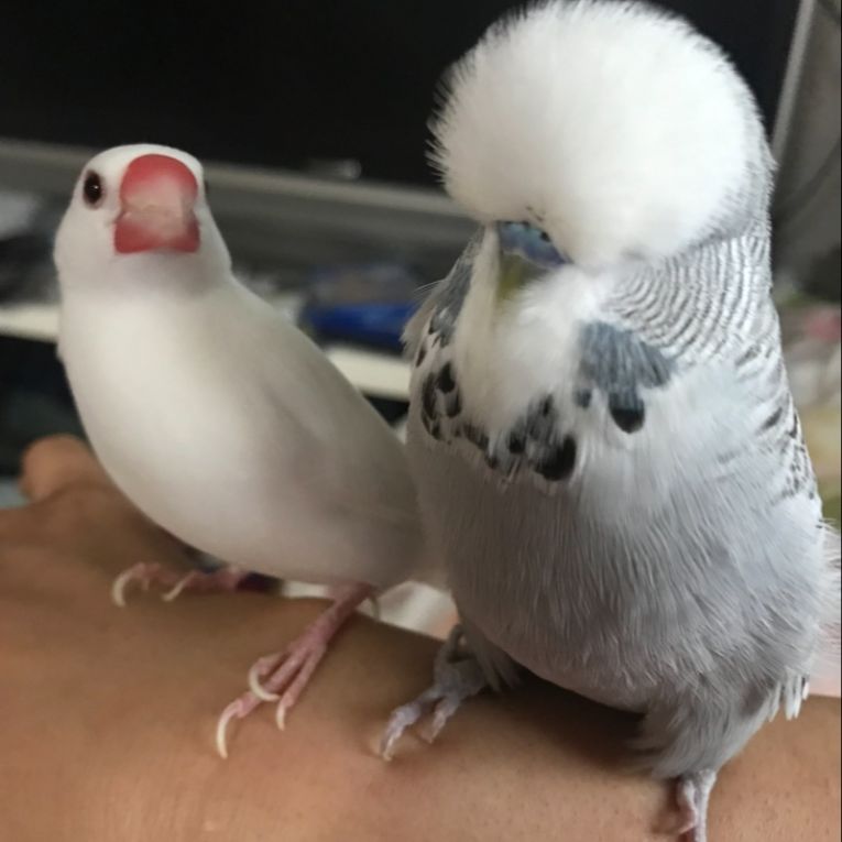 紋之助ちゃん
