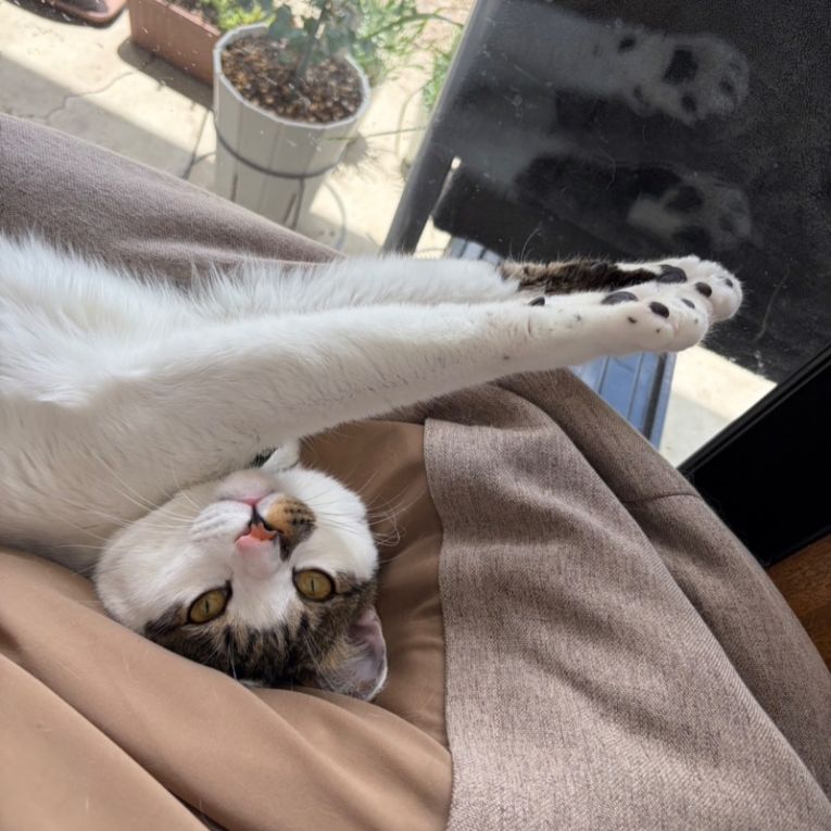 こまちゃん