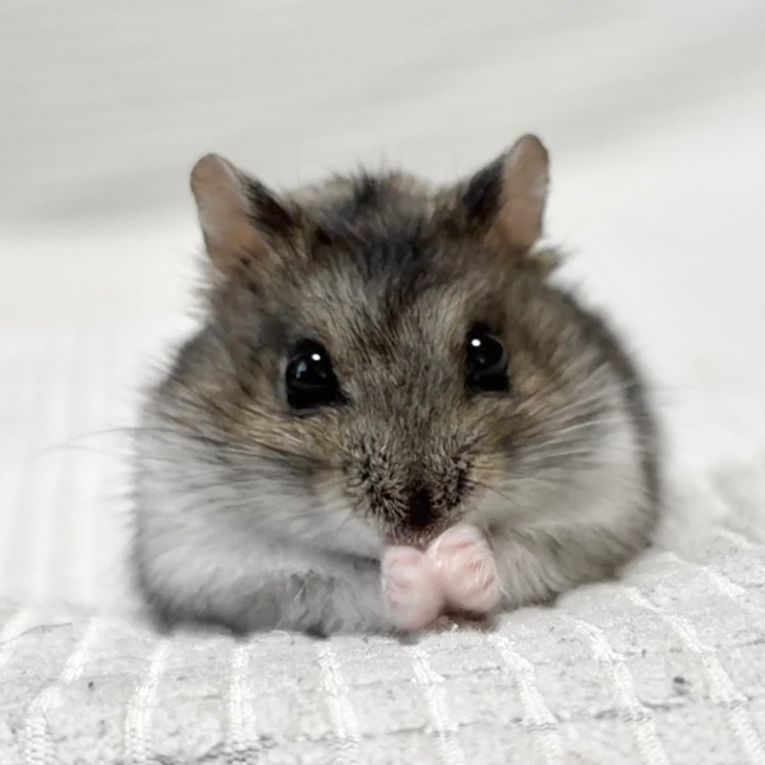 もかちゃん