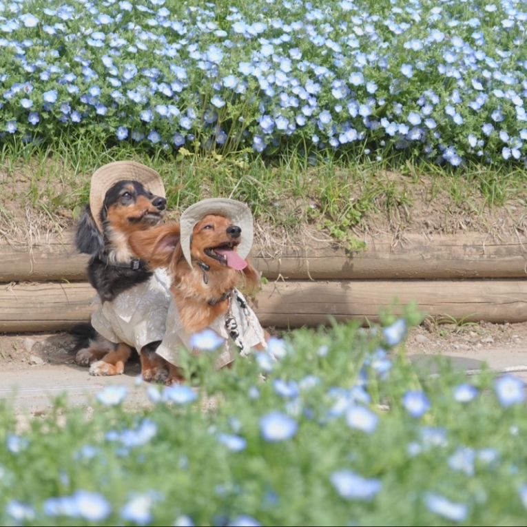 おとぽてちゃん