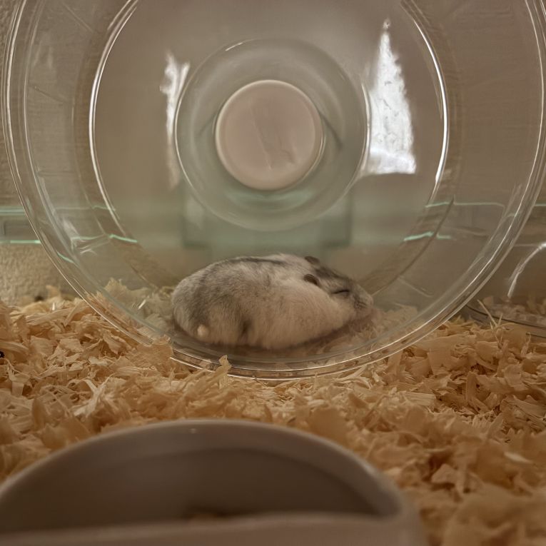 もちこちゃん