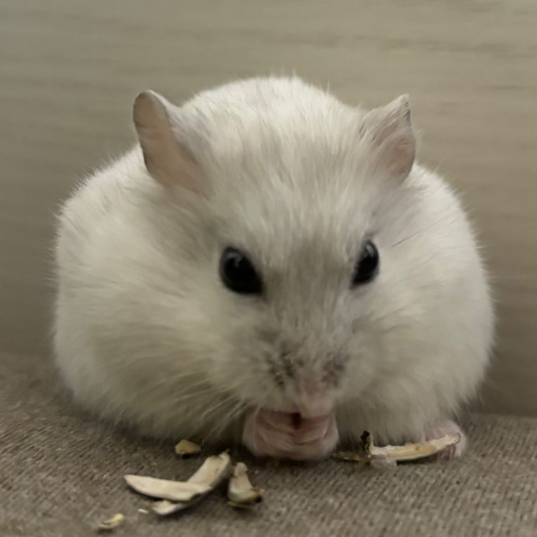 はむちゃん
