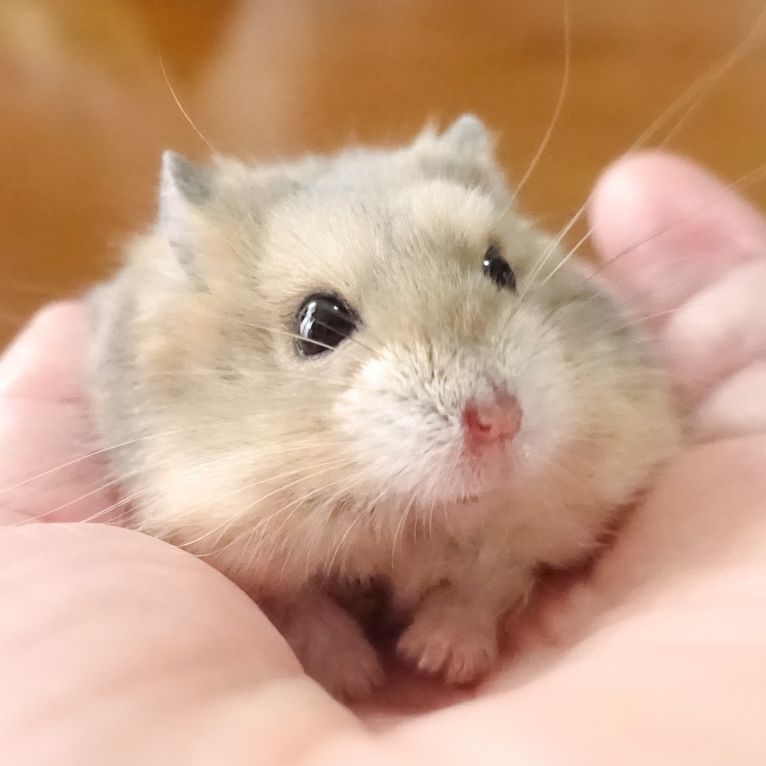 ミー太ちゃん