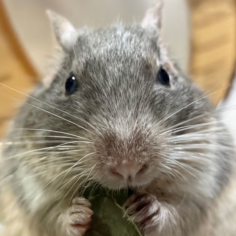 ひなたちゃん