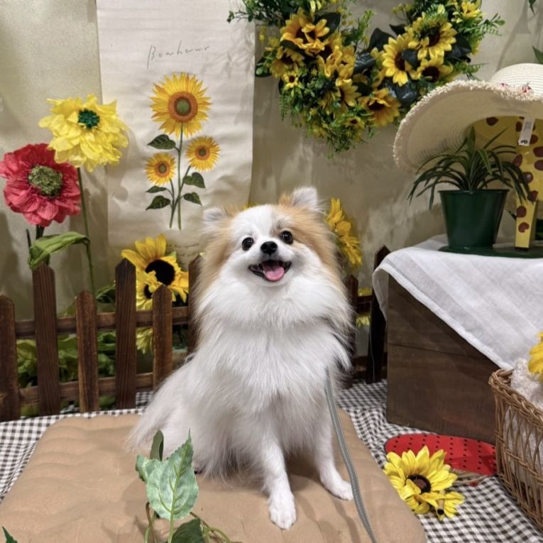 ぴのちゃん