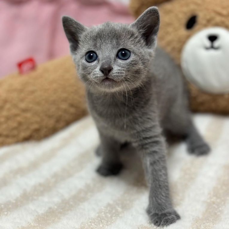 リープちゃん