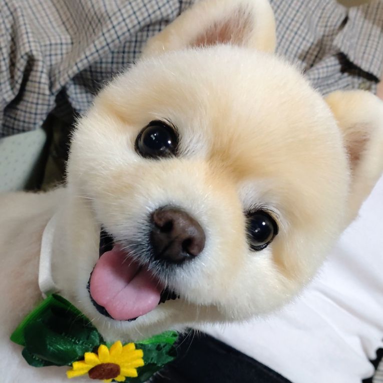 テンちゃん