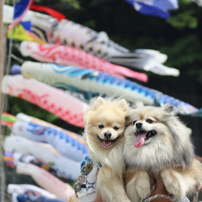 コロン＆シフォンちゃん