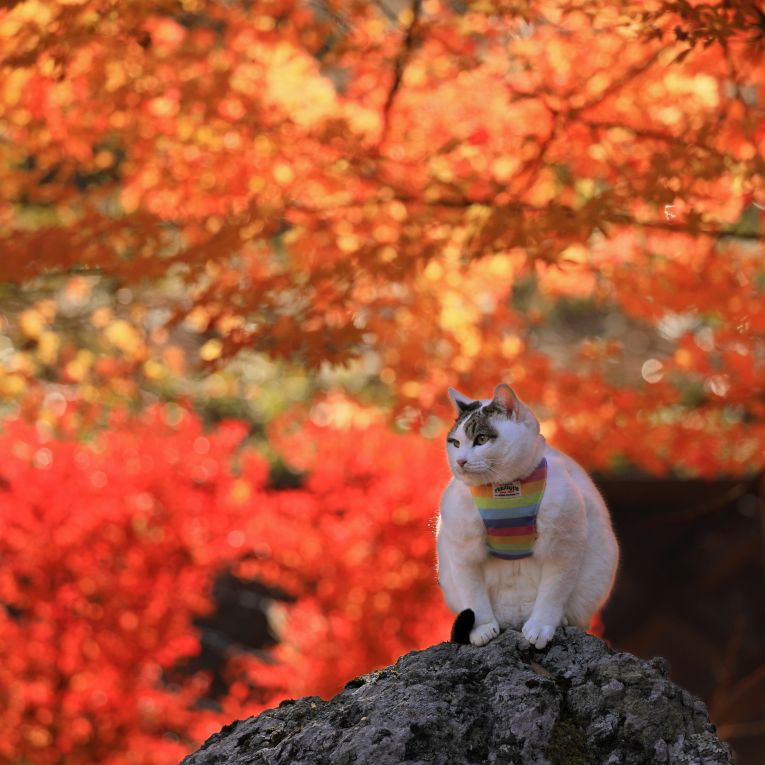 もみじちゃん