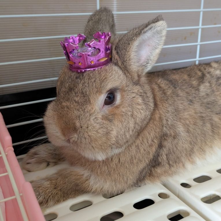 こむぎちゃん