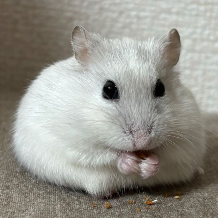 はむちゃん