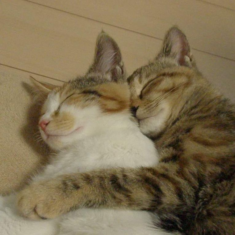 しずくとくるみちゃん