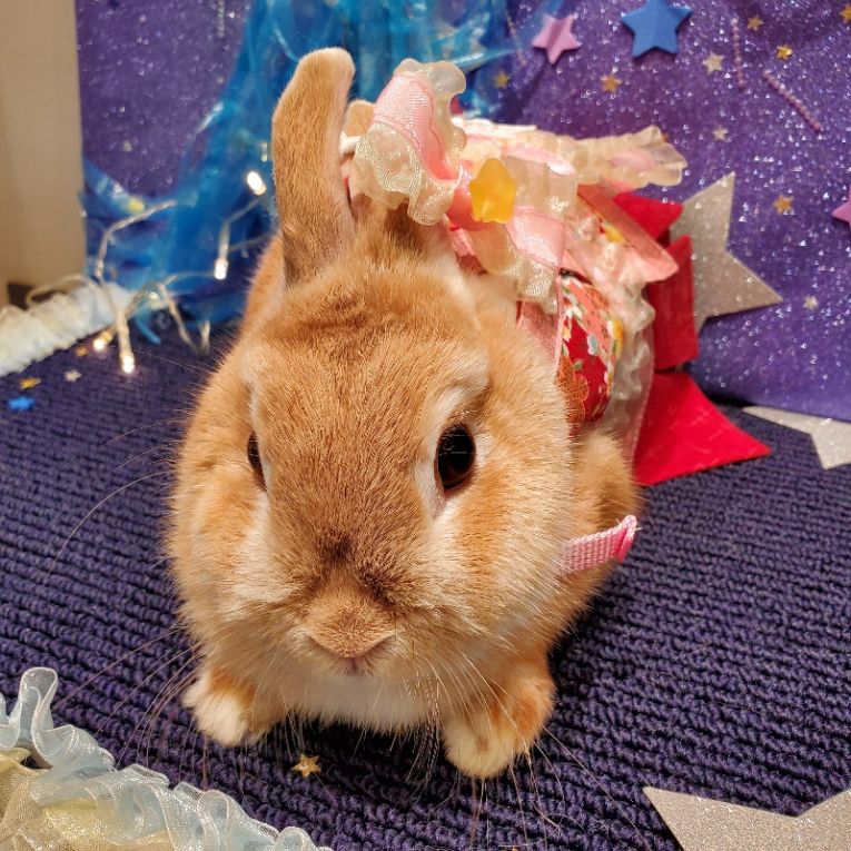 ポッポちゃんちゃん