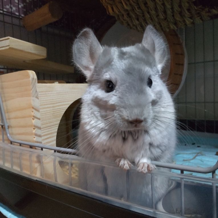 ニコニコちゃん