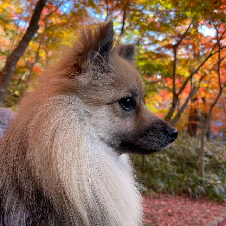 ルルちゃん