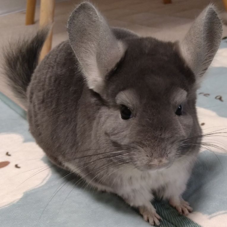 にこちゃん