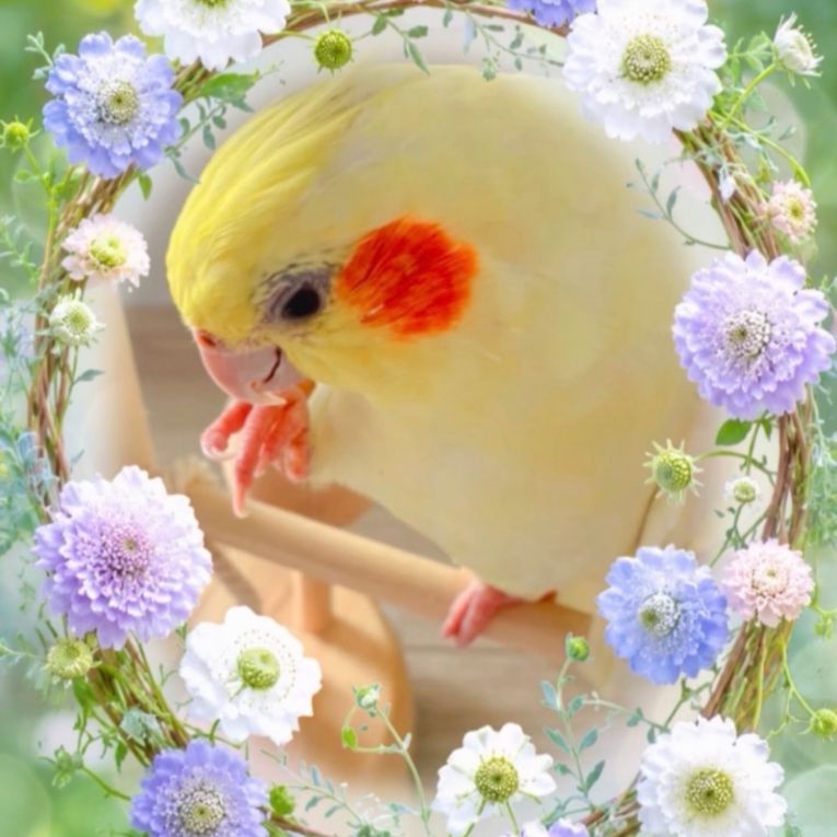 ぽい丸ちゃん