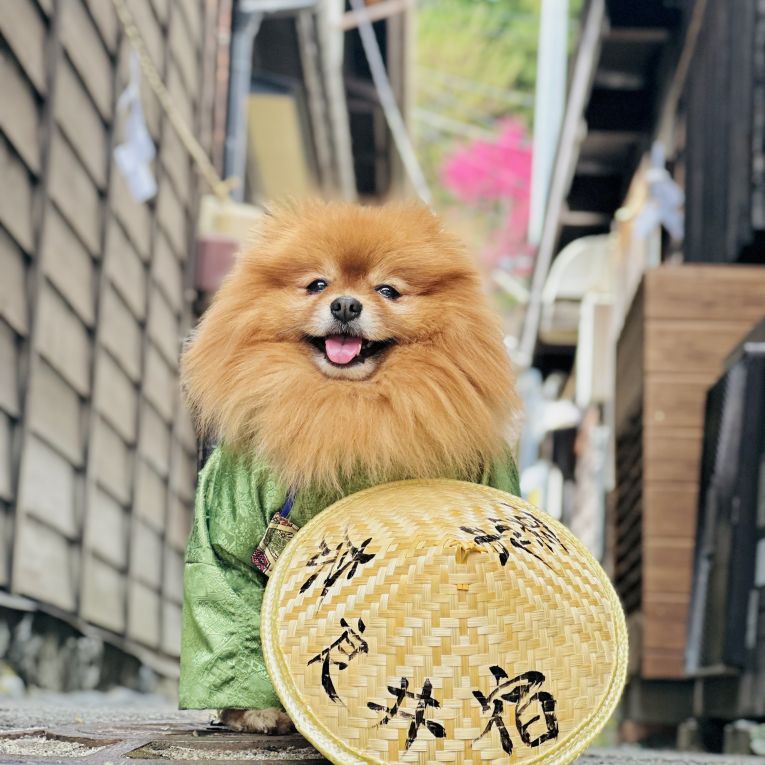 ポン太ちゃん