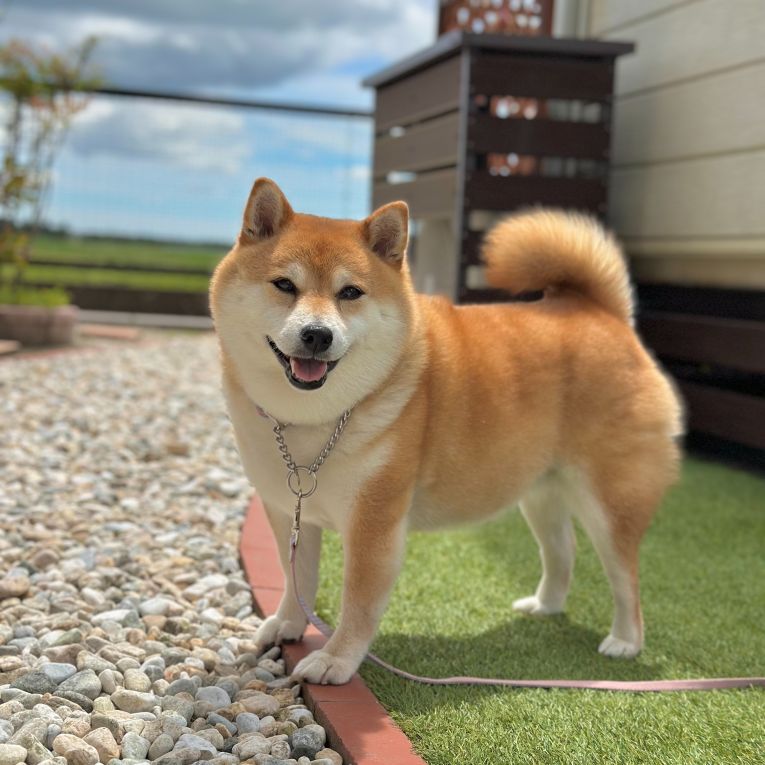 きなこちゃん