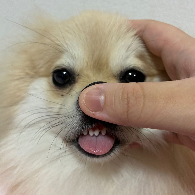 ふぇるちゃん