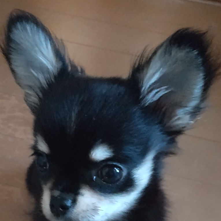 とわちゃん