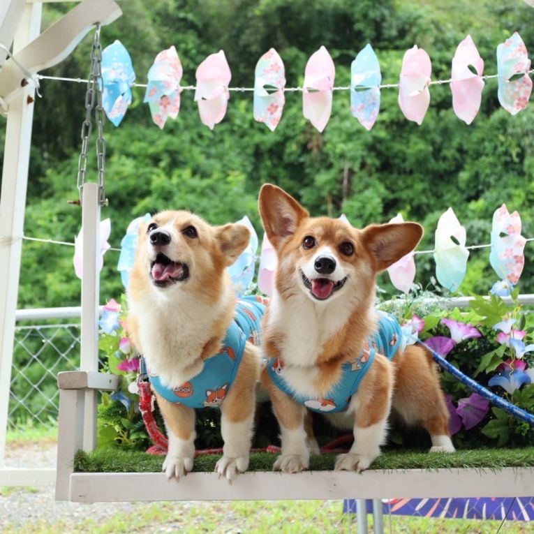 しー・げんちゃん