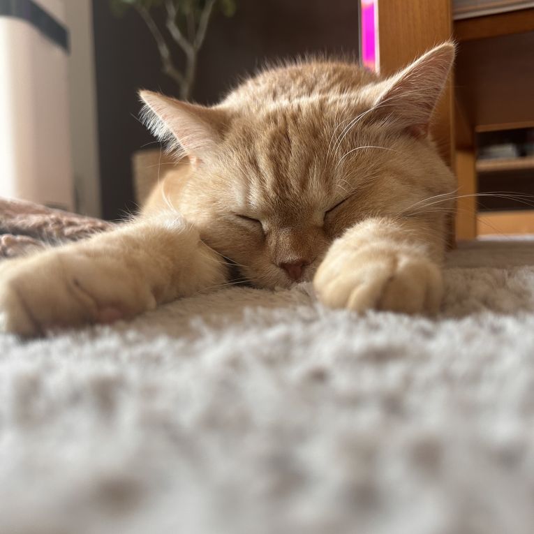 きなこちゃん