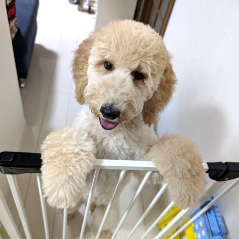 BOSSちゃん
