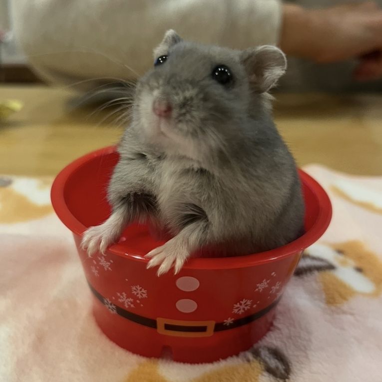 ボヌちゃん